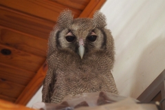 20161125-EAGLE-OWL_2