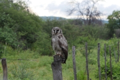 20170129-EDGAR-OWL_10