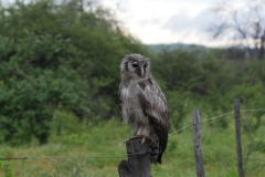 20170129-EDGAR-OWL_12