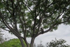 20170129-EDGAR-OWL_15