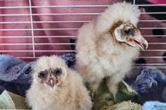 20170710-Baby-barnowls-2