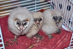 20170712-BARN-OWLS