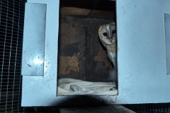 Xavier's owl house