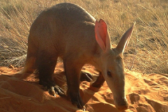 Aardvark-in-Desert-Tswalu