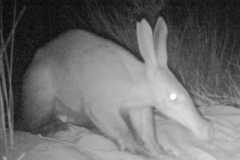 Aardvark-noctuarnal-animal-photo-by-Nora-Tswalu