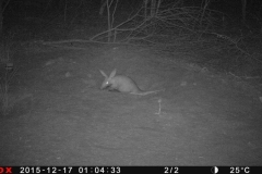 aardvark-at-night