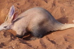 aardvark-digging-hole