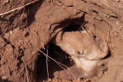aardvark-house-building