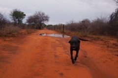 dog-running