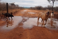 dogs-playing