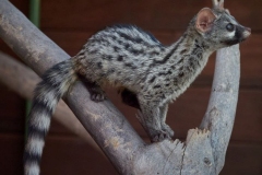 genets-1-20241224