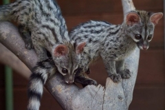 genets-2-20241224