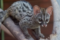 genets-20241224