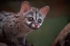 genets-3-20241224