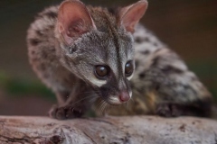 genets-4