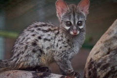 genets-5-20241224