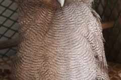 giant-eagle-owl