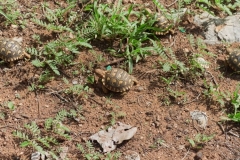 leopard-tortoise-release-1-20241231