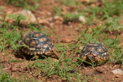 leopard-tortoise-release-3-20241231