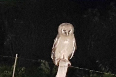 owl