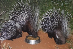 porcupine-family-meal