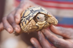tortoise