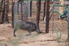 warthog-fence