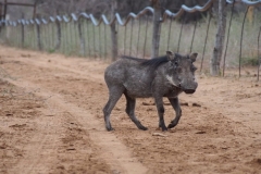 warthog