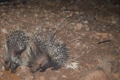 zuri-porcupines-1-20241220