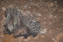 zuri-porcupines-2-20241220