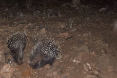 zuri-porcupines-20241220