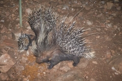 zuri-porcupines-3-20241220