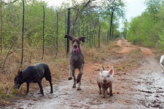 zuri-walk-3-20240109