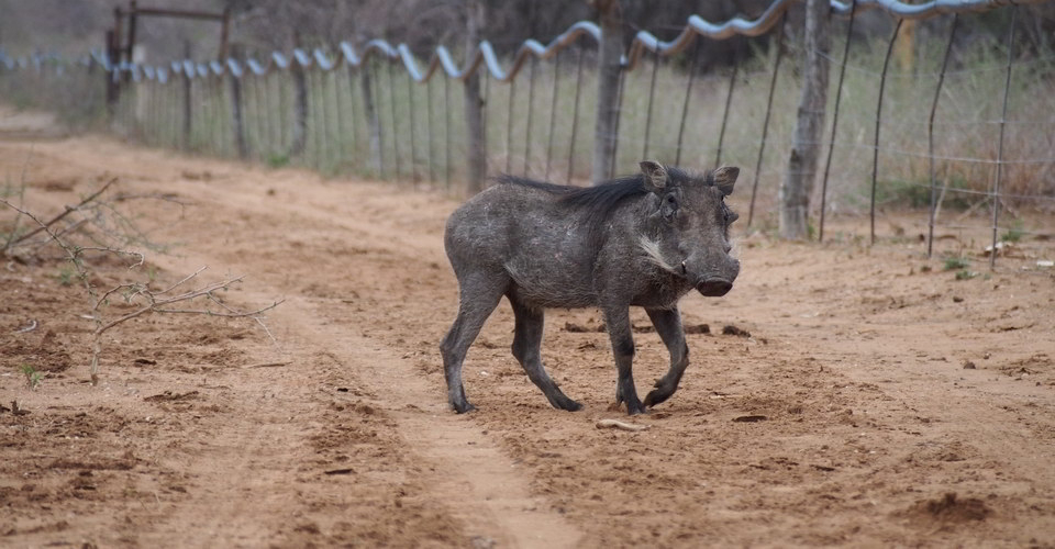 Warthog